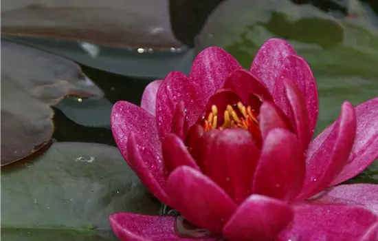Nymphaea 'James Brydon'