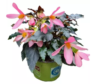 Begonia boliviensis Beauvilia™ 'Bright Pink'