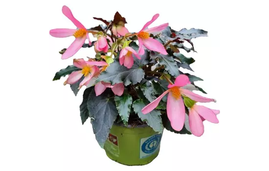 Begonia boliviensis Beauvilia™ 'Bright Pink'