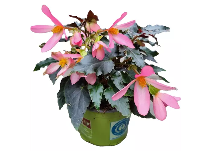 Begonia boliviensis Beauvilia™ 'Bright Pink'