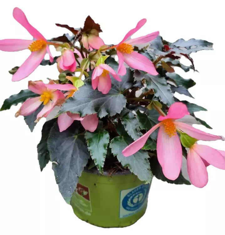 Begonie Beauvilia™