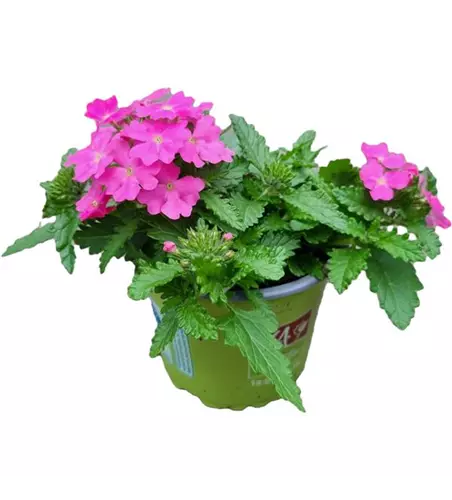 Verbena 'Lindolena Hot Pink'