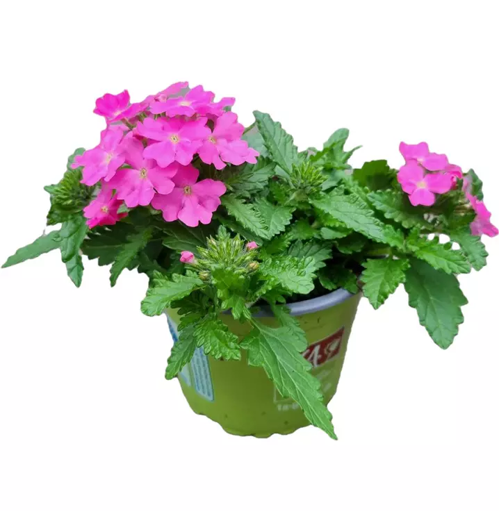 Verbene 'Lindolena Hot Pink'