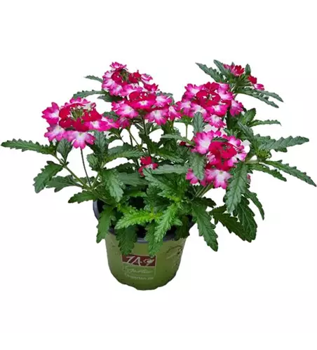 Verbena 'Wicked Pink Pepper'