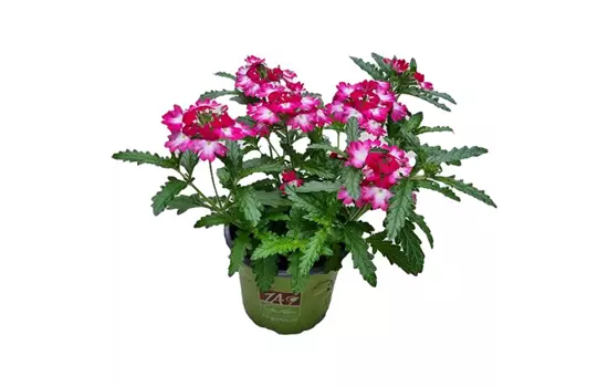 Verbena 'Wicked Pink Pepper'