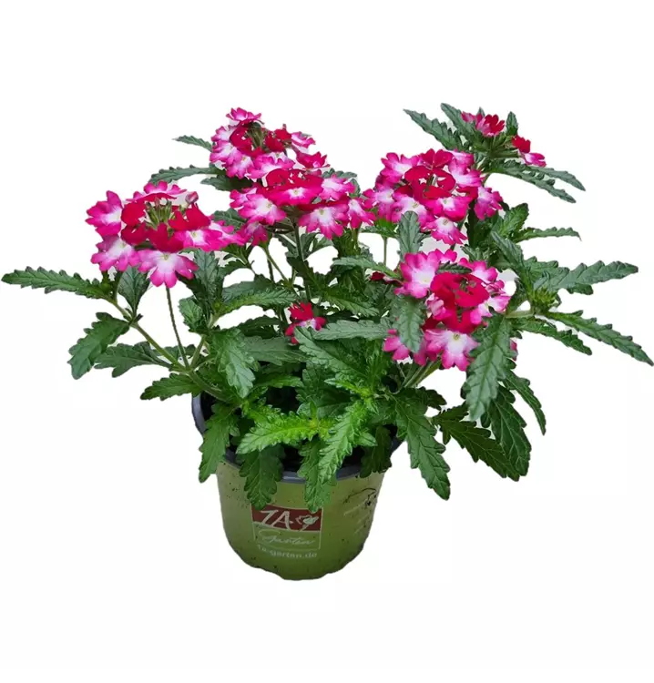 Verbene 'Wicked Pink Pepper'