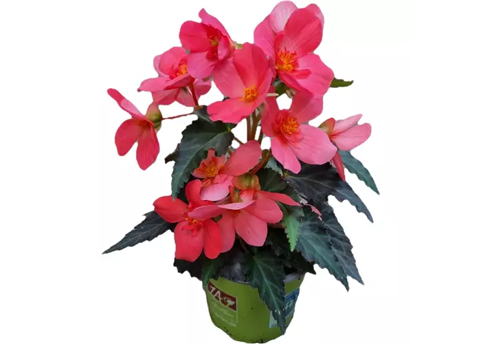 Begonia I´CONIA First Kiss Hot Pink