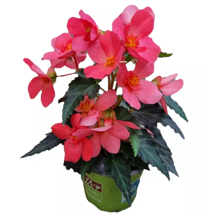 Begonie I´CONIA First Kiss Hot Pink