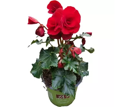 Begonia elatior 'Bonny'