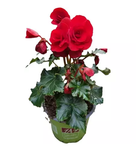 Begonia elatior 'Bonny'