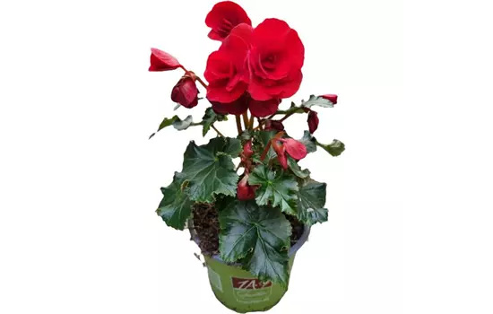 Begonia elatior 'Bonny'