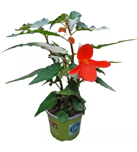 Begonia x tuberhybrida 'Encanto Orange Falls'