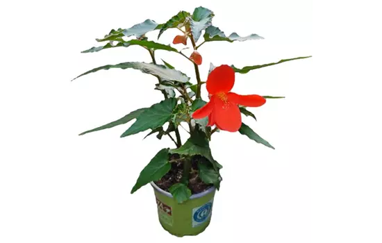 Begonia x tuberhybrida 'Encanto Orange Falls'