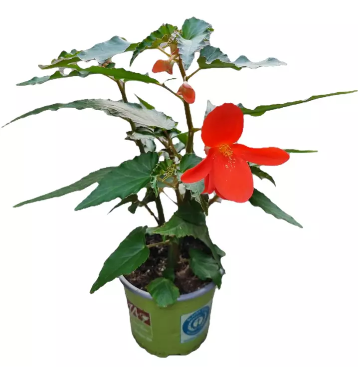 Begonie 'Encanto Orange Falls'