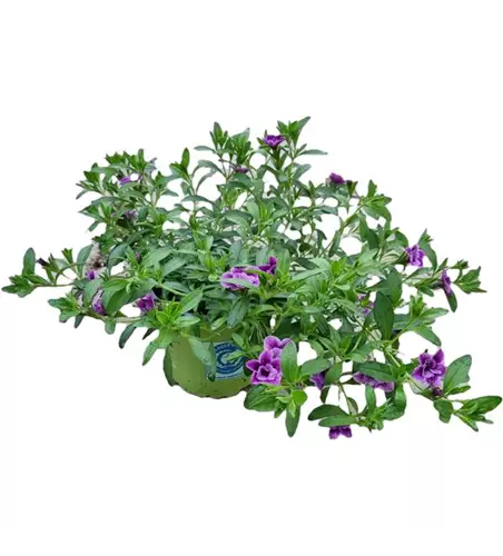 Calibrachoa par. 'Double Purple Bicolor'