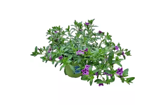 Calibrachoa par. 'Double Purple Bicolor'