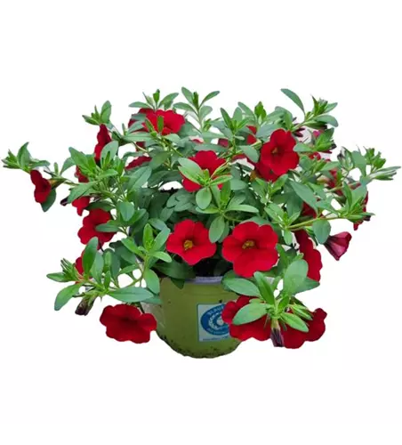 Calibrachoa 'Early Bright Red'