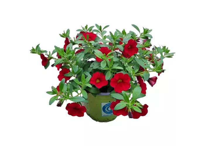 Calibrachoa 'Early Bright Red'