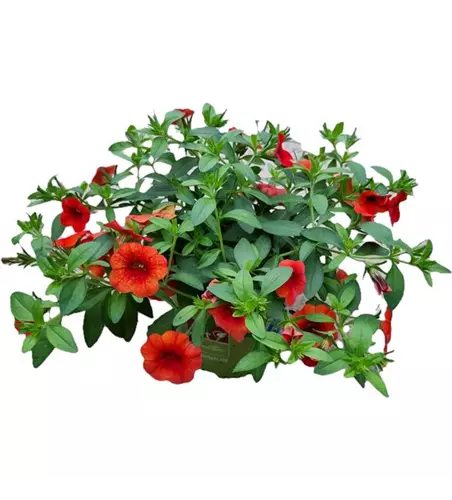Calibrachoa par. 'Early Orange'