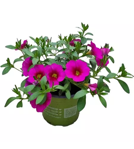 Calibrachoa 'Aloha Kona® Hot Pink'