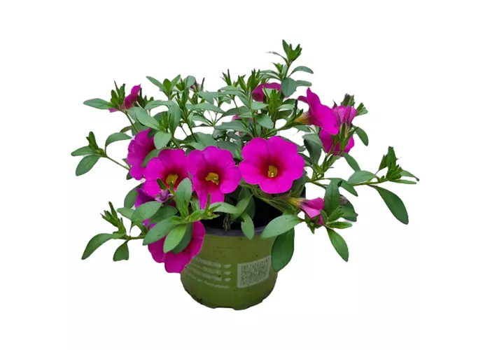 Calibrachoa 'Aloha Kona® Hot Pink'