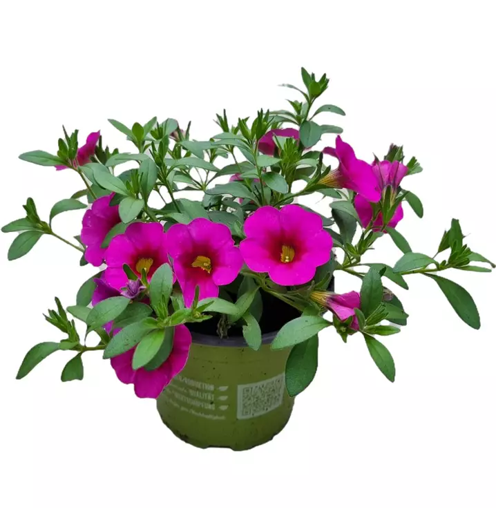 Zauberglöckchen 'Aloha Kona® Hot Pink'
