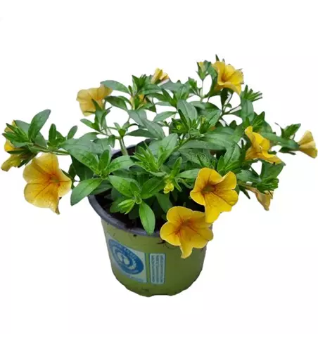 Calibrachoa 'Aloha Kona® Yellow'