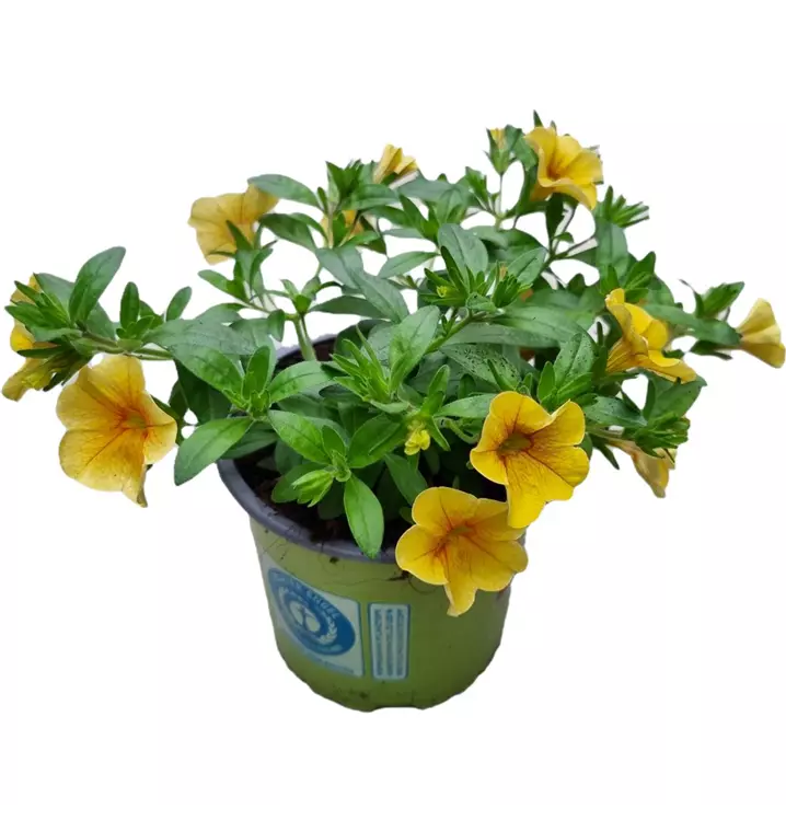 Zauberglöckchen 'Aloha Kona® Yellow'