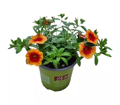 Calibrachoa MiniFamous® Neo 'Orange + Red Eye'