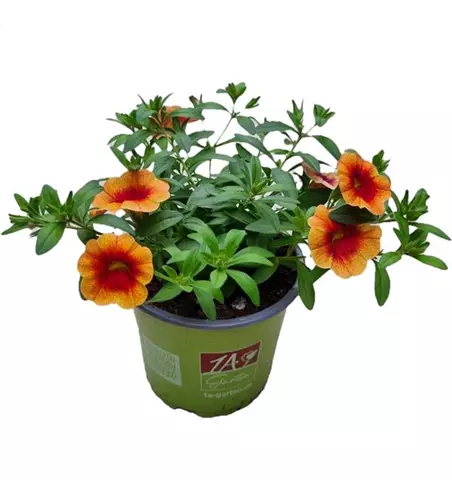 Calibrachoa MiniFamous® Neo 'Orange + Red Eye'