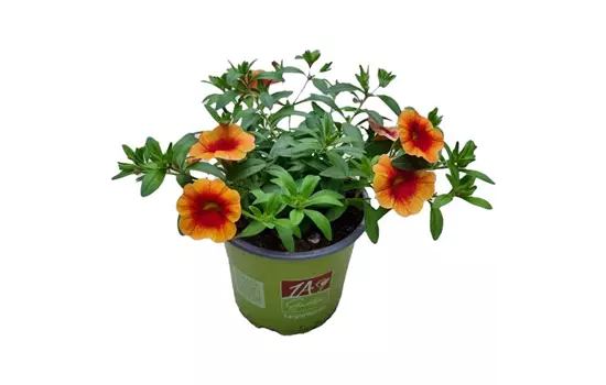 Calibrachoa MiniFamous® Neo 'Orange + Red Eye'