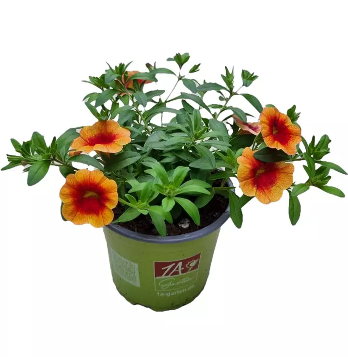 Zauberglöckchen MiniFamous® Neo 'Orange + Red Eye'