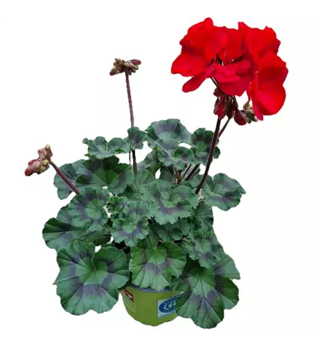 Pelargonium zonale 'Moonlight® Tumbao®'