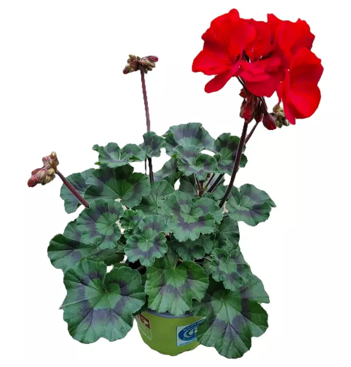 Zonal-Pelargonie 'Moonlight® Tumbao®'