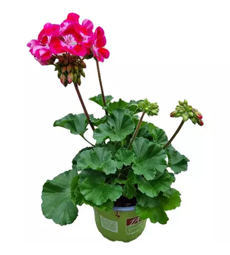 Pelargonium zonale 'Tex Mex Fire'