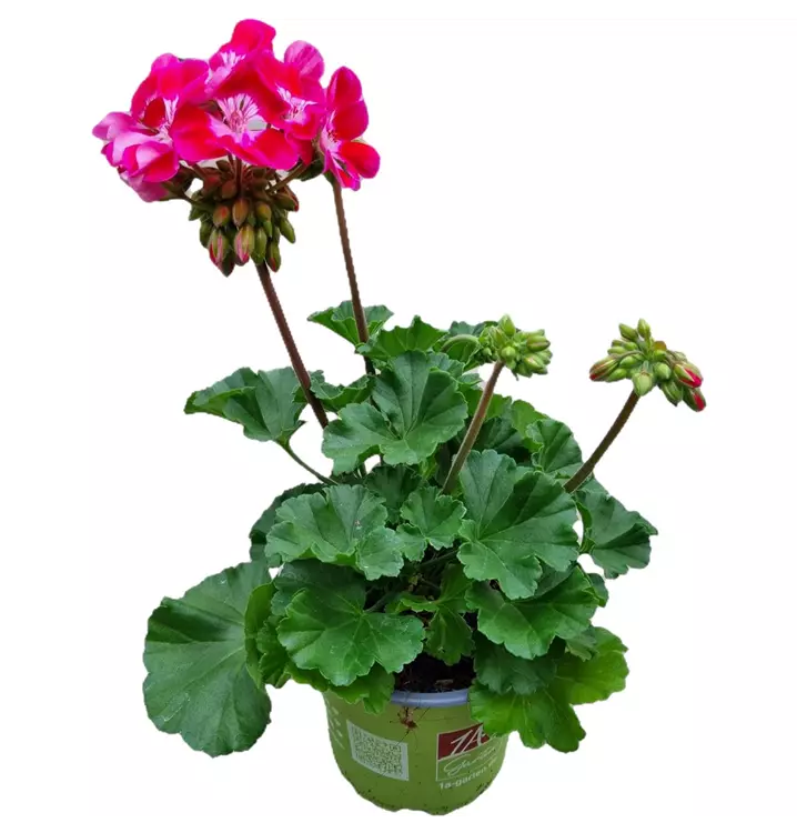 Zonale-Pelargonie 'Tex Mex Fire'