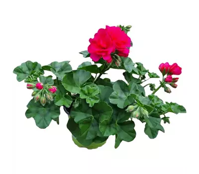Pelargonium peltatum 'Royal® @Hot Pink'