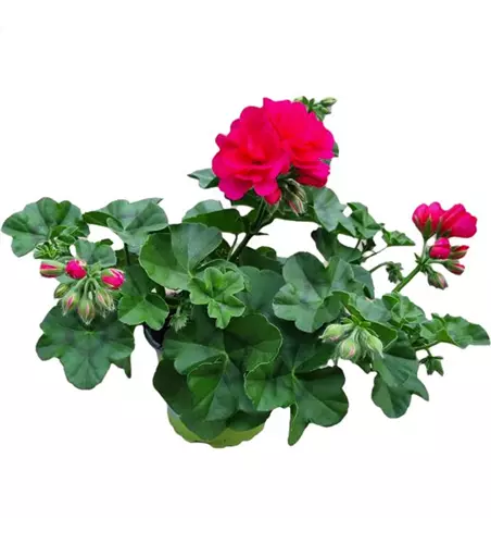 Pelargonium peltatum 'Royal® @Hot Pink'