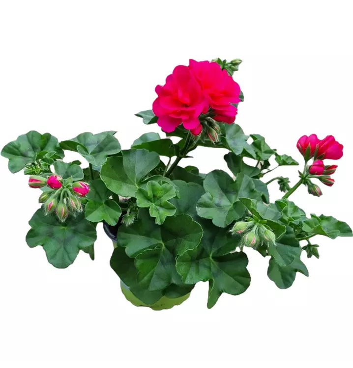 Hängegeranie 'Royal® @Hot Pink'