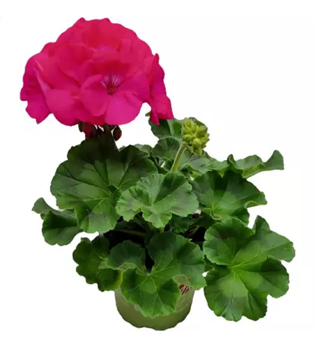 Pelargonium zonale 'Survivor Idols® Blue'