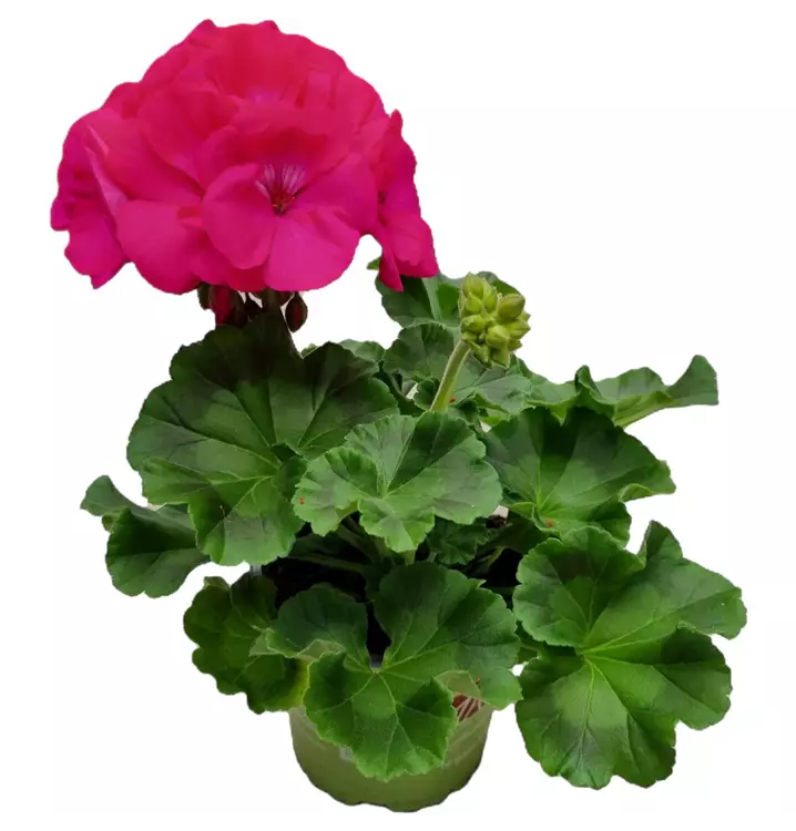 Zonal-Pelargonie 'Survivor Idols® Blue'