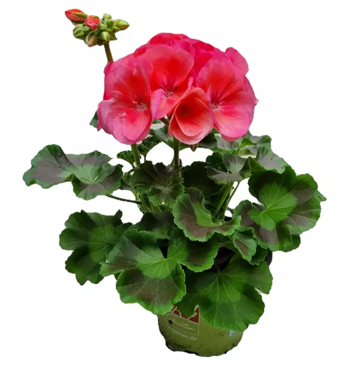 Zonal-Pelargonie 'Survivor Idols' Watermelon Big E