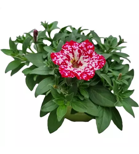 Petunia 'Famous Cherry Sky'