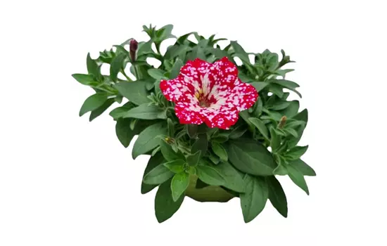 Petunia 'Famous Cherry Sky'