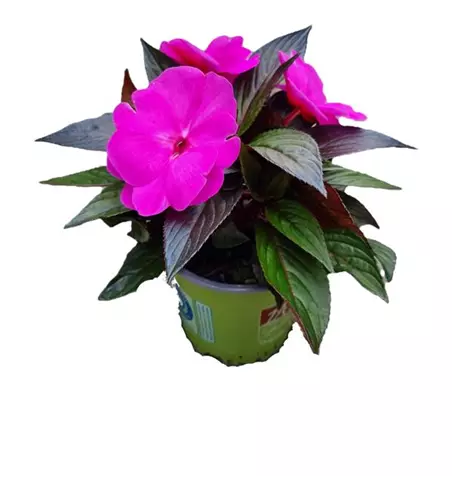 Impatiens neuguinea 'sel® ColorPower® Shining Viol