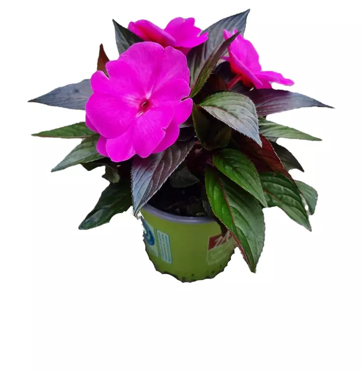 Sonnenlieschen 'sel® ColorPower® Shining Violet'