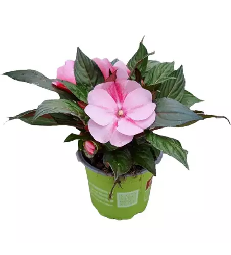 Impatiens neuguinea 'sel® ColorPower® Pink Flame'