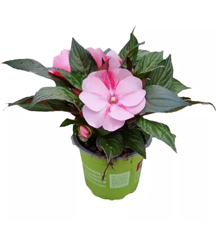 Sonnenlieschen 'sel® ColorPower® Pink Flame'