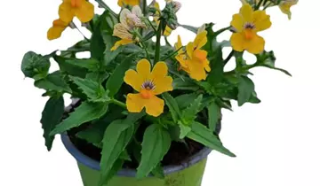 1A Garten Ammer