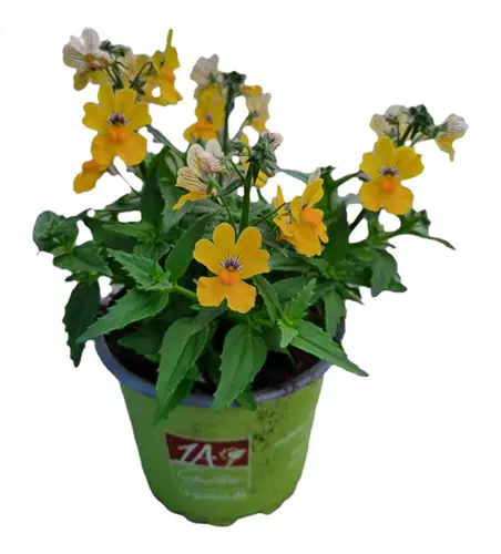Nemesia SUNSATIA™ PLUS 'Little Banana'(s)